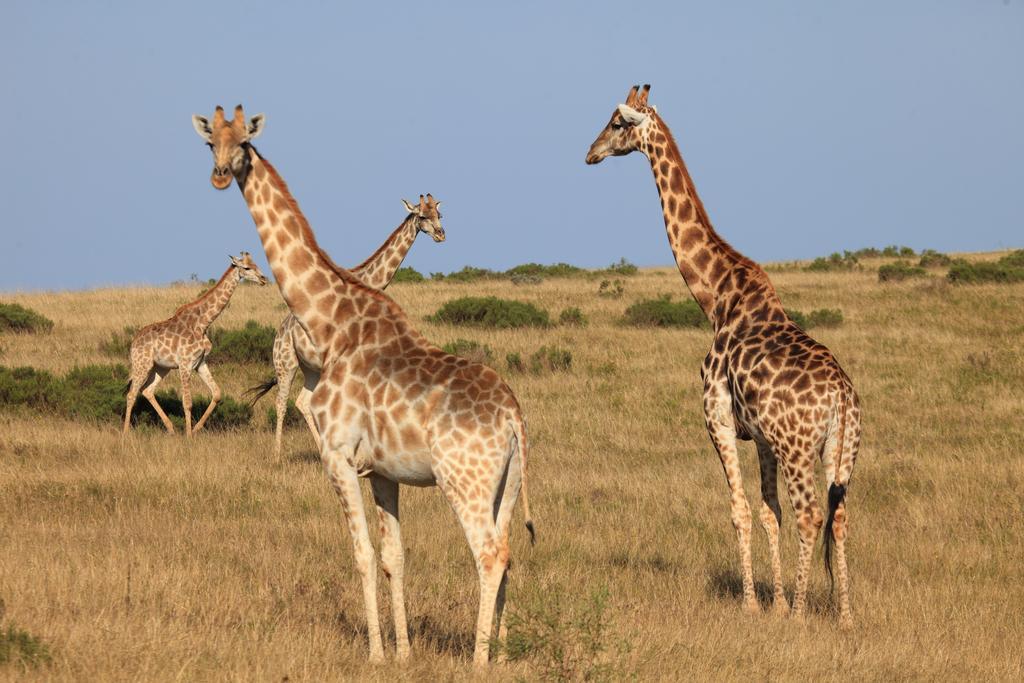 Botlierskop Bush Villas Sandhoogte Buitenkant foto
