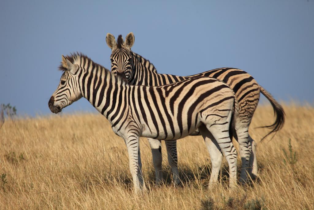 Botlierskop Bush Villas Sandhoogte Buitenkant foto