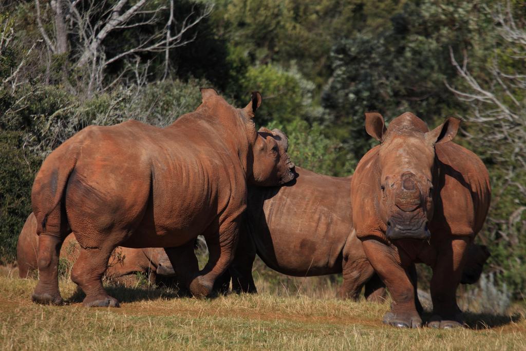 Botlierskop Bush Villas Sandhoogte Buitenkant foto