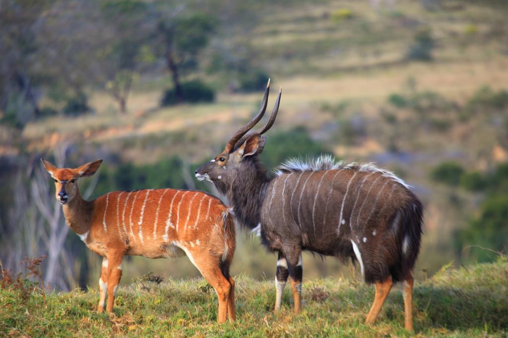 Botlierskop Bush Villas Sandhoogte Buitenkant foto
