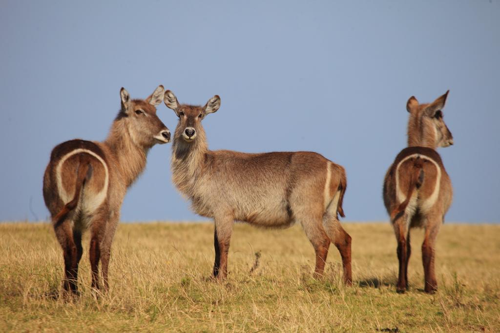 Botlierskop Bush Villas Sandhoogte Buitenkant foto