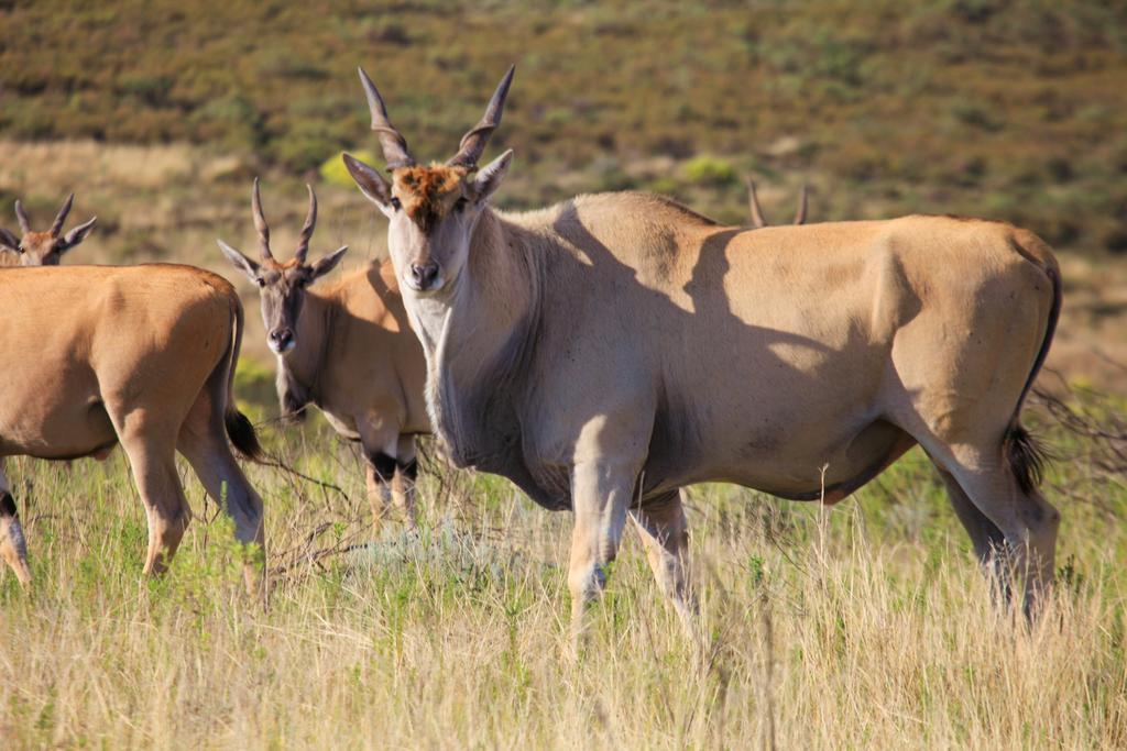 Botlierskop Bush Villas Sandhoogte Buitenkant foto